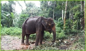 noi elephants world kanchanaburi donation